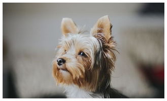 美国最受欢迎小狗之一,约克夏犬 爱养大狗的外国人为什么喜欢它