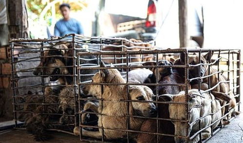 柬埔寨狗场景象 臭不可闻且拥挤,猴子看守,大量病狗溺亡后卖肉
