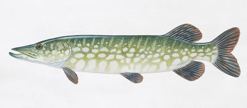 寿命可达200年狗鱼,最大超过40公斤,为何现身江苏常州河道