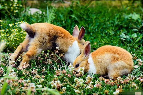 十兔九苦 揭秘63年生肖兔的毕生寿命,过了57岁后什么命