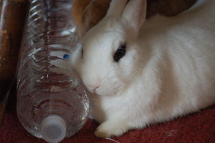家养兔子 兔子眼睛肿得小了,兔子眼睛肿大还有救吗