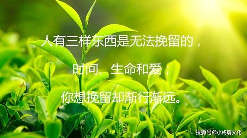 经典有哲理的人生感悟,简短精辟,读完你受益了吗