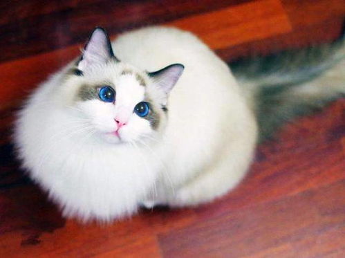被称为 仙女猫 ,这样的布偶猫,你了解多少呢
