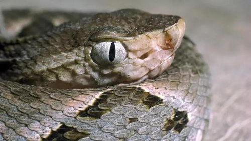 10种最致命的蛇
