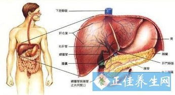 肝伤易丧命,养肝护肝是关键 