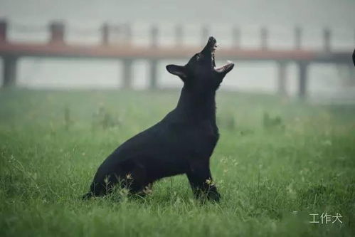 常用德语训犬口令,还不赶快收了