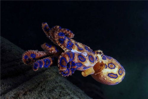 梦见章鱼是什么意思有什么预兆 周公解梦 