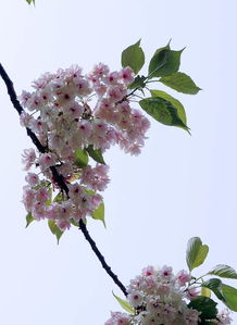 花开时节须仔细 莫待花落空对枝