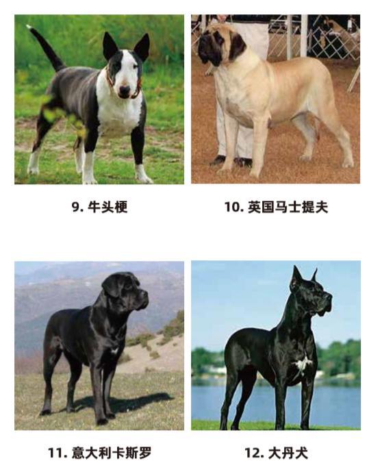 宁波6月1日养犬执法行动升级 禁养这些狗