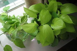 好养活的室内花卉植物 净化空气吸甲醛最好的植物排名