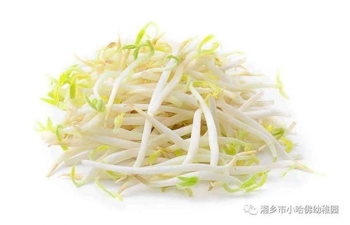 小豆芽成长记