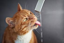 为什么猫怕水 而大多数狗却很喜欢水呢