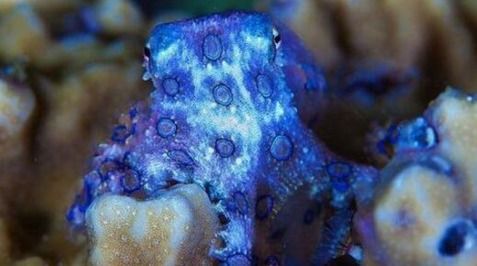 美丽的蓝环章鱼,被咬一口就是另回事了