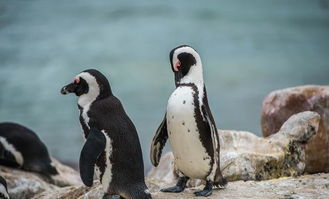 南非企鹅的家园,成群的企鹅在海水中冲浪 戏水 觅食 晒太阳