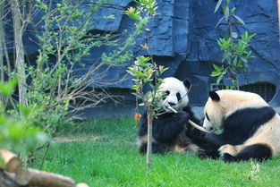 端午出行指南,河南这家动物园有两只大熊猫,吸引了众多游客到来