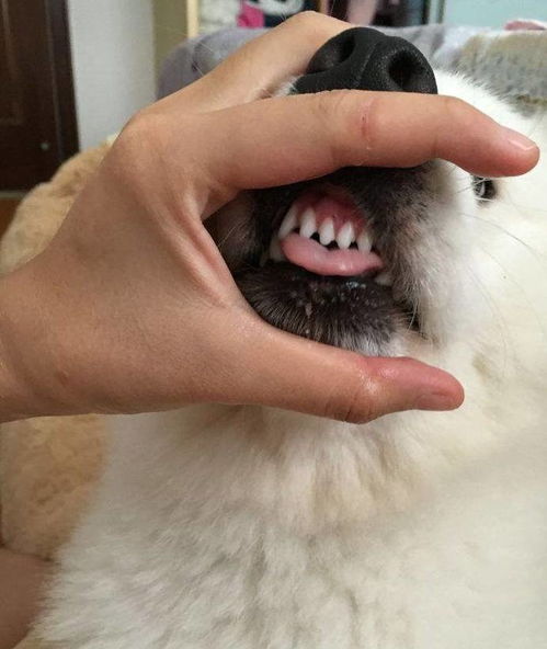 宠物狗牙齿怎么清洗 5种方法帮狗子进行牙齿清洁,保持牙齿健康