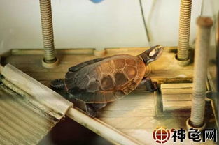 龟趣 圆澳龟 长得那么美,难道是太阳晒多了 