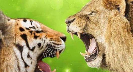 野生环境下,老虎和狮子究竟谁更厉害