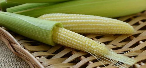 玉米笋是玉米小时候吗 玉米笋长大就是玉米吗