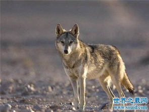 世界上最小的狼,最小的灰狼亚种阿拉伯狼平均重仅为16公斤 