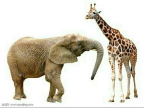 陆地上最大的动物为什么是大象,而不是长颈鹿 