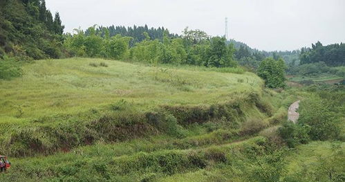 农村 土地撂荒 严重,以后是否没人种地 新型农民 已经出现