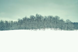 什么鸟念旧林，什么鸟恋旧林