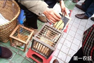 街头摆鸡算命测官运看婚姻 神鸡妙算 其实是个骗局