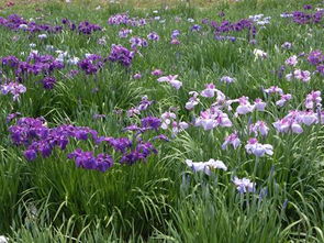 菖蒲花花语,菖蒲花花语是什么意思