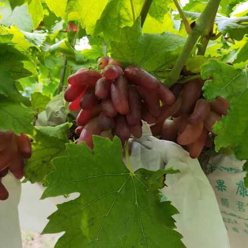 蜜汁葡萄苗的种植技术,葡萄树移植种植方法