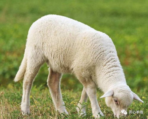 养羊为什么要使用预混料 不喂行吗