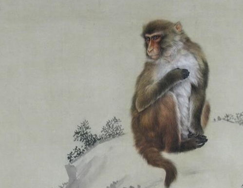 十二生肖之属猴人的生肖诗 联与性格解析,速来围观属猴人