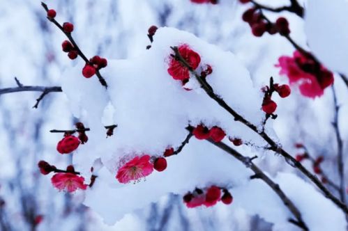 赞梅花傲雪的诗句霸气