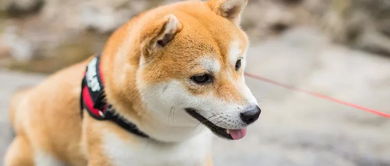 广东拟立法 禁止犬类进入公共交通工具 室内公共场所 