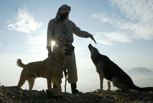 阿富汗斗犬训练师正在训狗 