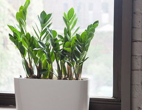 10种简单易养的室内植物,还送上日常养护小知识