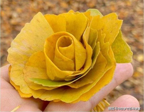 特别的黄玫瑰,夫妻最浪漫的事,河南男子捡银杏叶给妻子做99朵玫瑰花