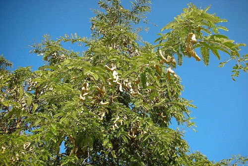 酸角树怎么种,酸角树种植方法：掌握技巧，收获丰收