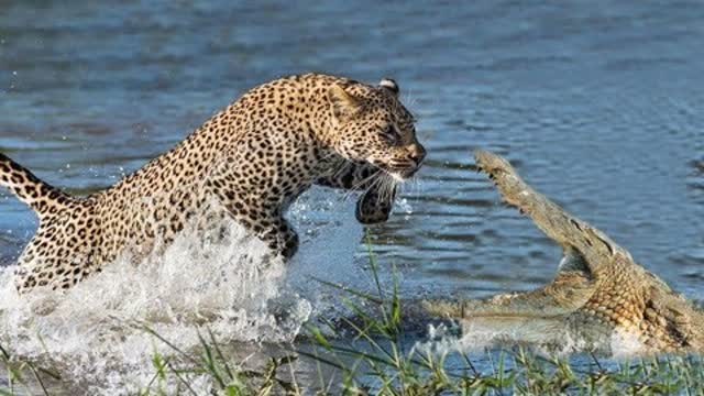 动物世界 鳄鱼很厉害实拍猎豹捕杀鳄鱼,一口锁喉,瞬间秒杀 