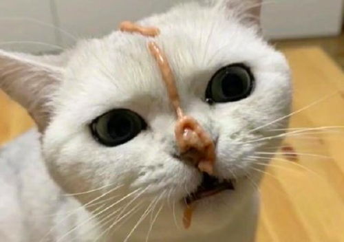 网友第一次喂鱼条,结果喷了猫咪一脸,猫都懵了 不想喂直说啊
