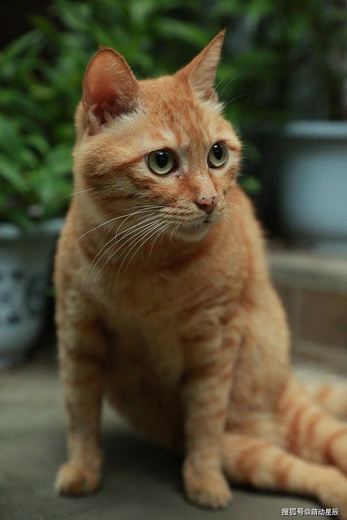 十二岁的小老头橘猫,是什么样子的