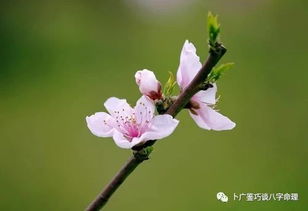 桃花解读一生爱情姻缘,如何通过八字看男命桃花和女命桃花