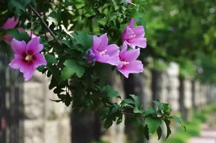 木槿什么时候开花, 木槿花什么时候