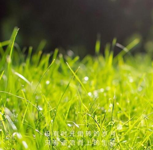 心语心情 绵绵细雨润万物,声声问候暖身心