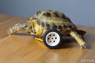 龟坚强 断腿小乌龟装上车轮重新爬行