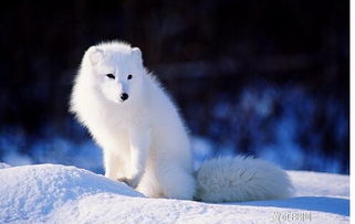 梦见一只白色狐狸