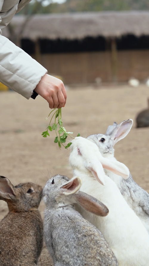 兔兔都吃香菜,让我看看是谁不吃香菜的 小动物 兔兔这么可爱 田园生活 