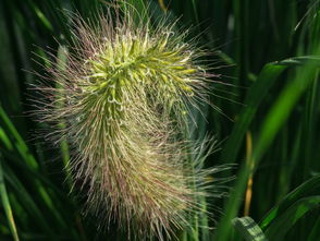 芳草落花无限意，春日游思寄深情，芳草落花无限的意思是什么