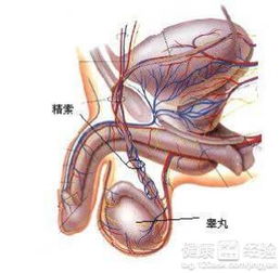 热水坐浴对睾丸有害吗热水坐浴对睾丸的危害