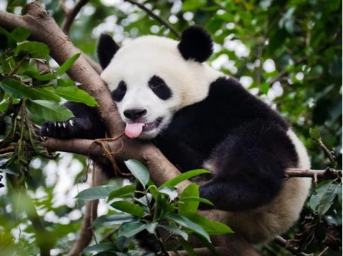 中国的国宝 大熊猫